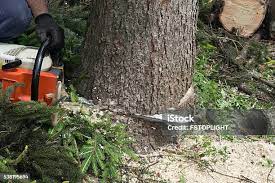 Best Lawn Pest Prevention  in Brice Prairie, WI
