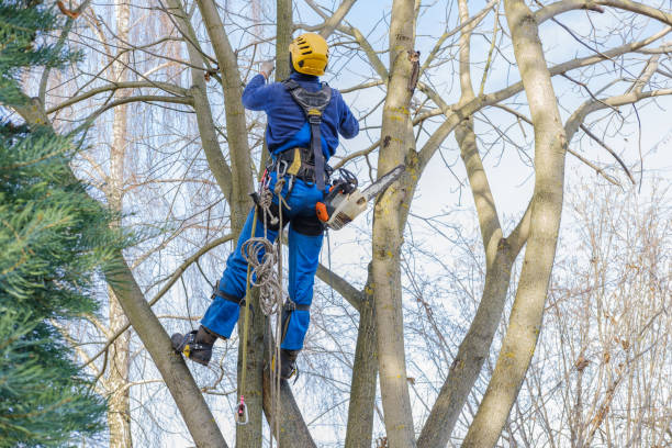 Leaf Removal in Brice Prairie, WI