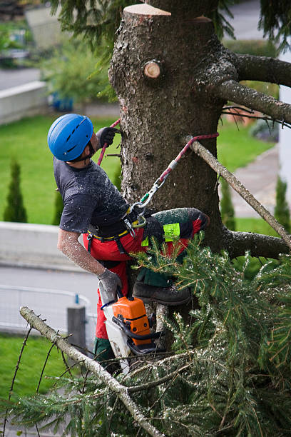 Best Emergency Tree Removal  in Brice Prairie, WI