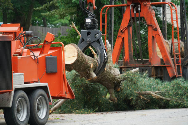 How Our Tree Care Process Works  in  Brice Prairie, WI