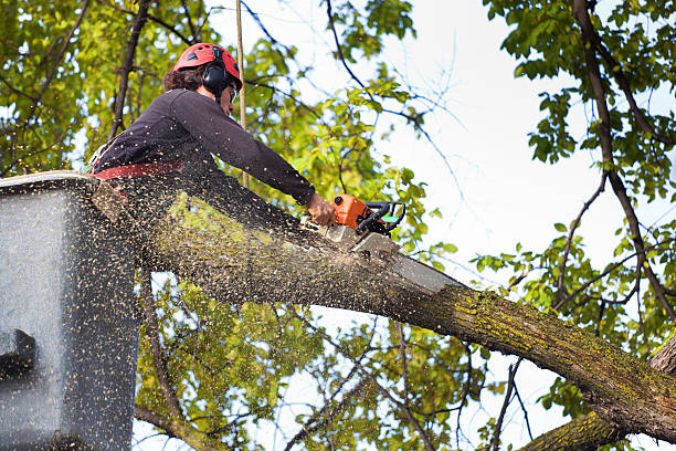 Best Tree Maintenance Programs  in Brice Prairie, WI