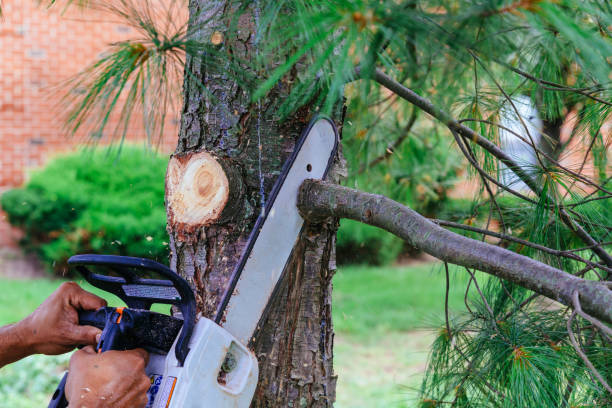 Best Root Management and Removal  in Brice Prairie, WI